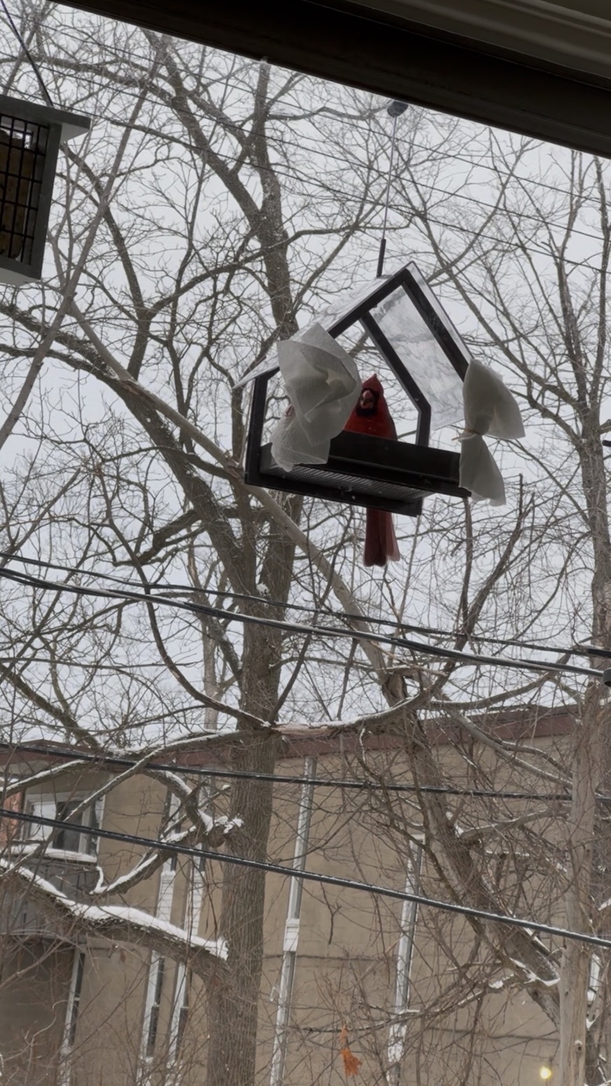 A round, cute red Northern Cardinal sits and eats in a roofed bird feeder.