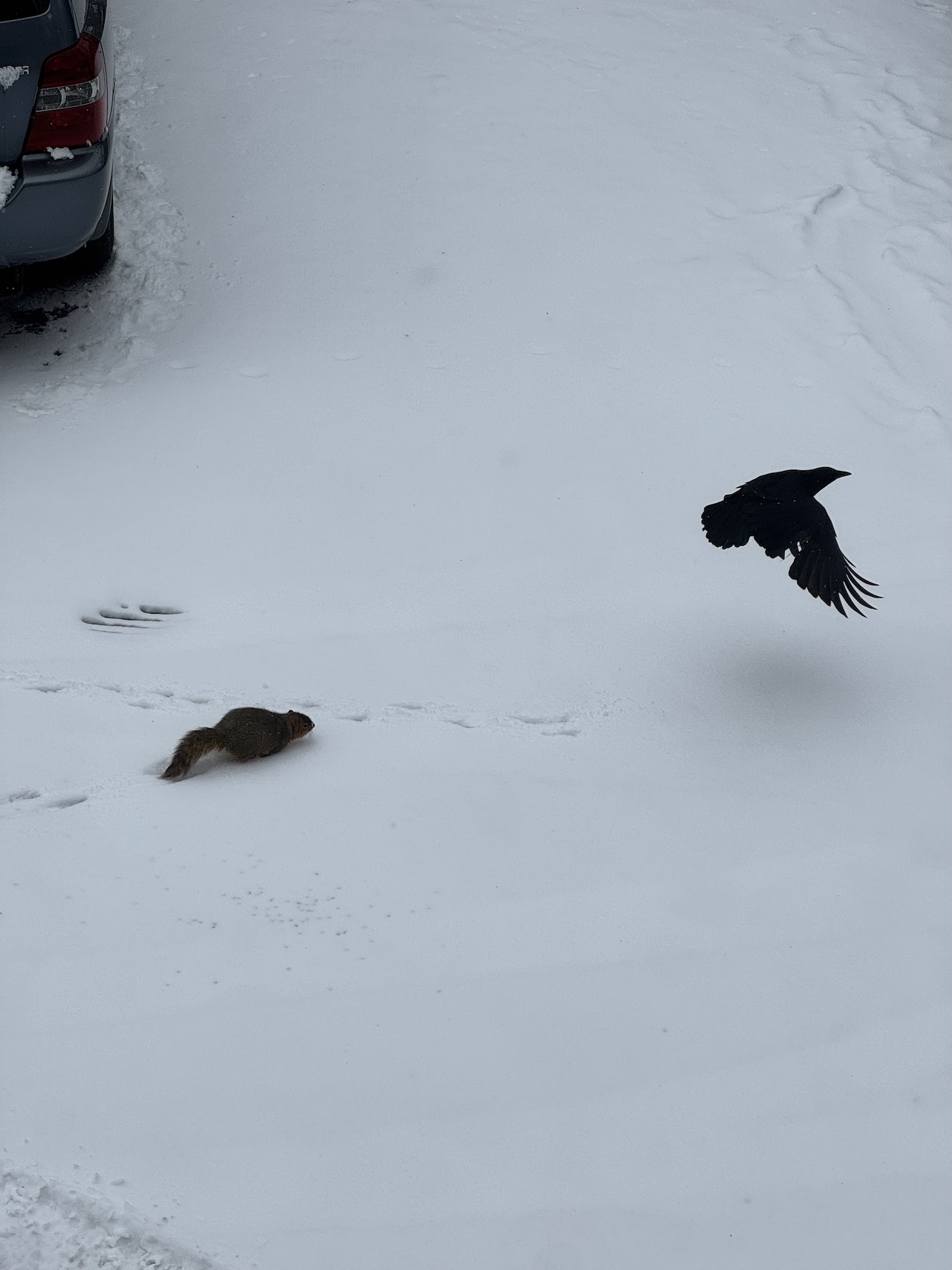 A squirrel chasing after a crow in a snowy parking lot.