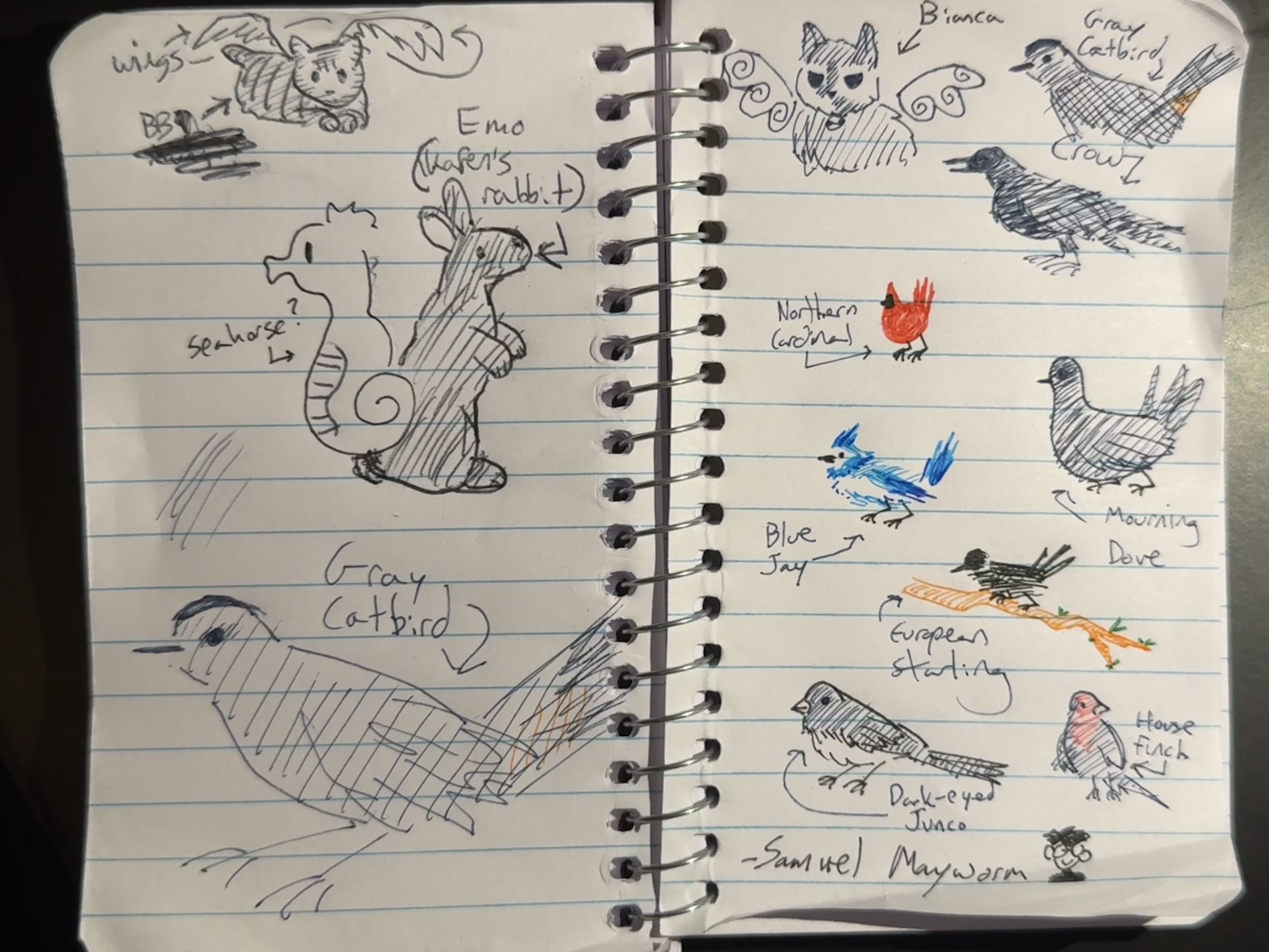 A small open notepad filled with coloured pen illustrations of birds, cats, a rabbit, and a seahorse.