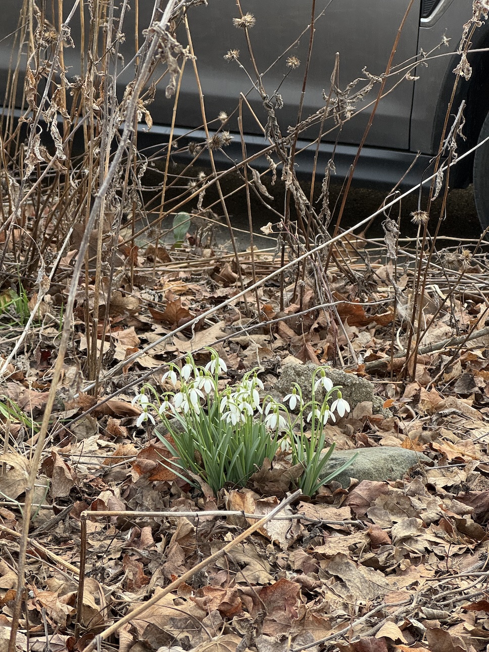 A few snowdrop flowers growing in late winter.