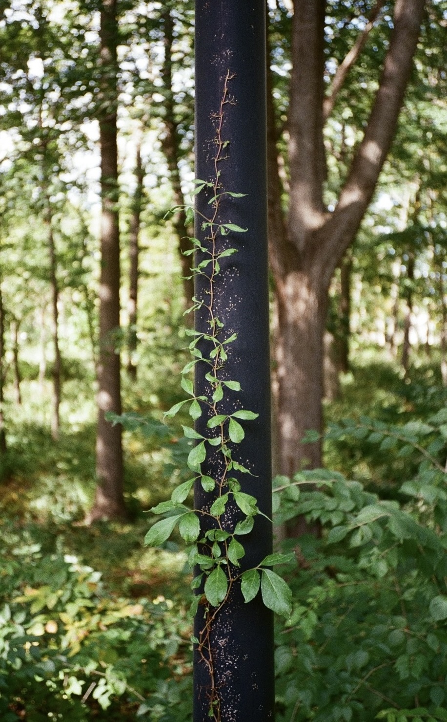 A pretty vine growing up a streetlight pole by the U-M North Campus woods.