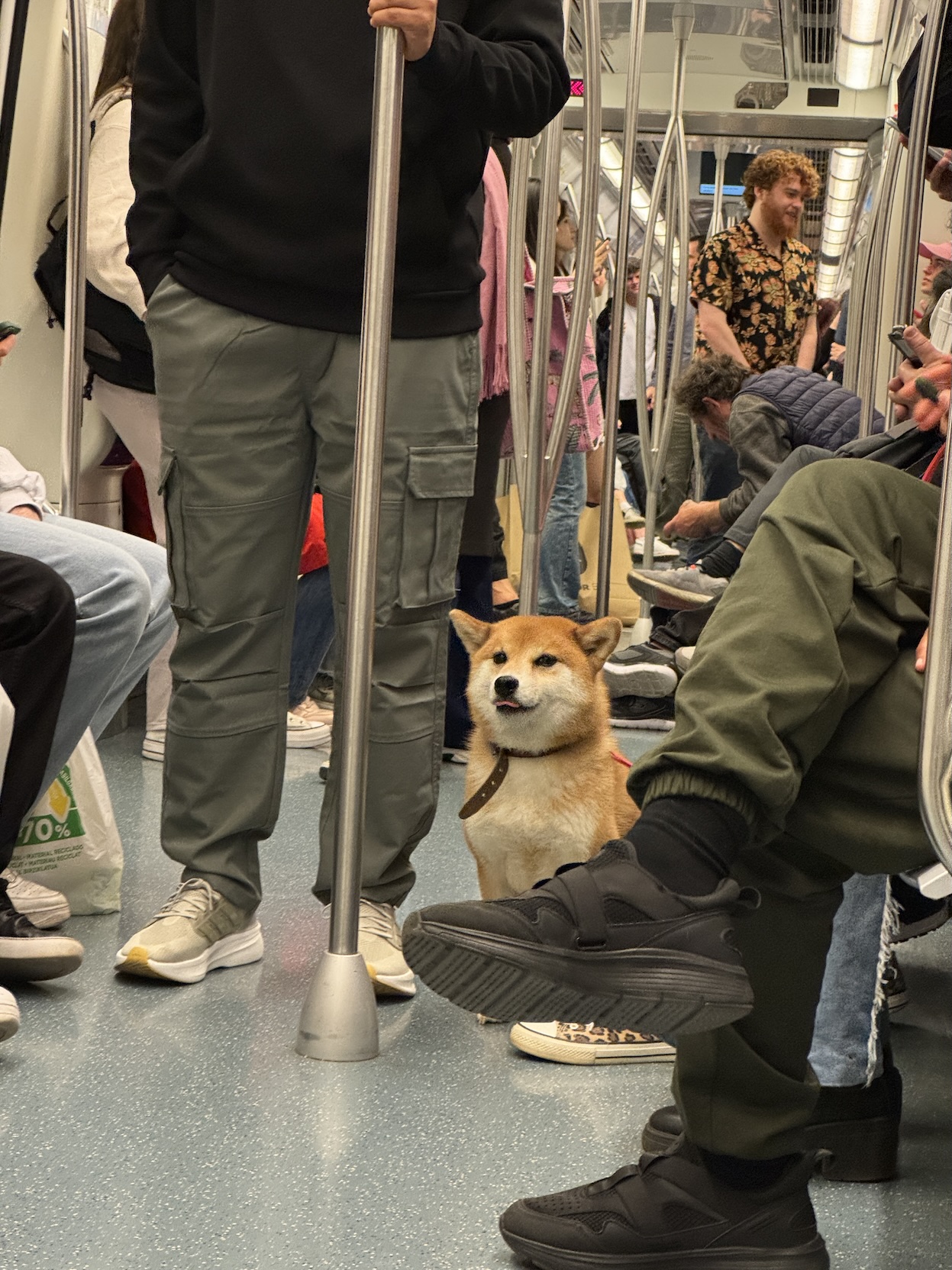 Cute shiba inu in a subway car with its tongue out.