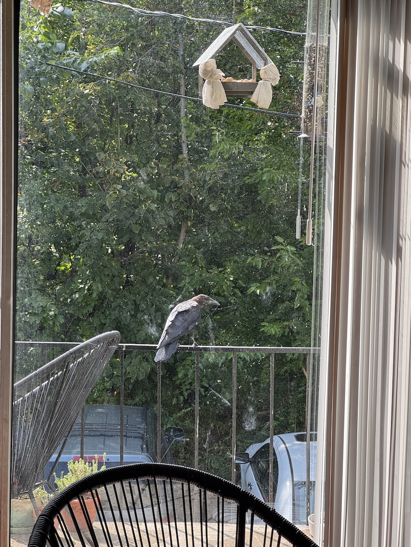 A black molting crow sits comfortably on a balcony railing.