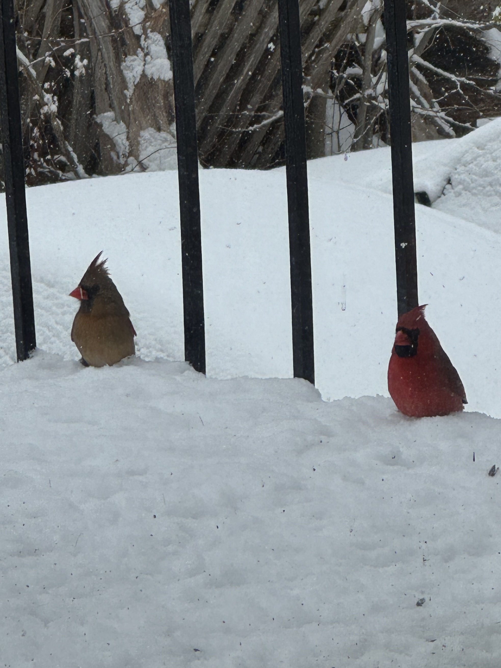 A brown and a red cardinal sitting together on a snowy apartment balcony