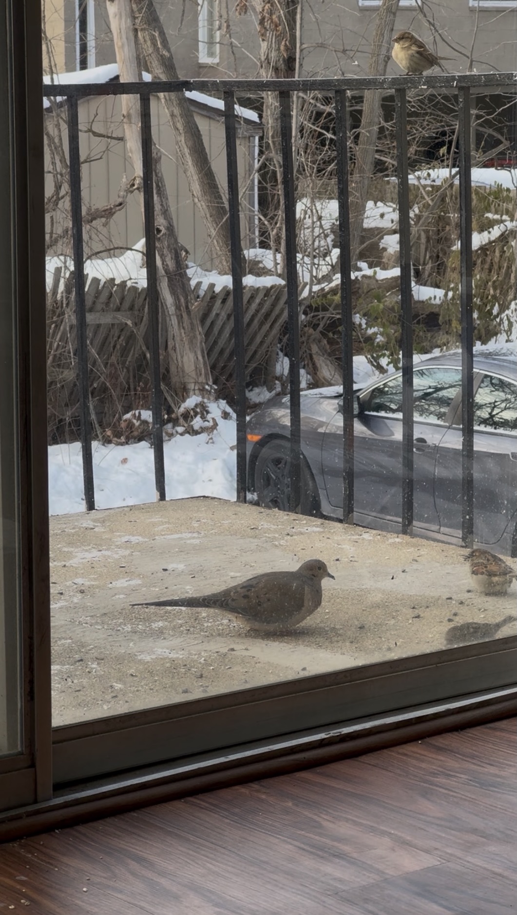 A mourning dove pecking at seeds alongside some finches