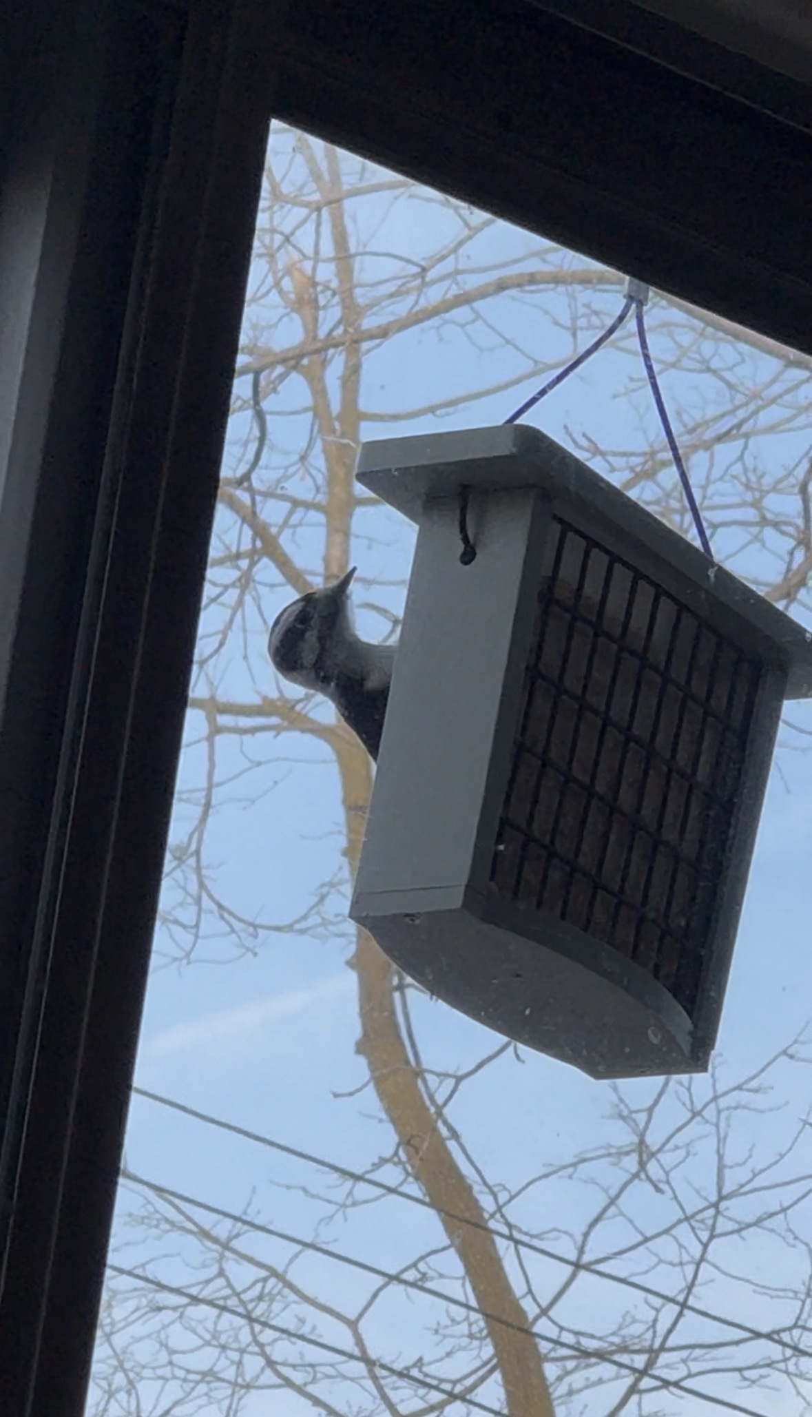 A downy woodpecker visiting my suet feeder