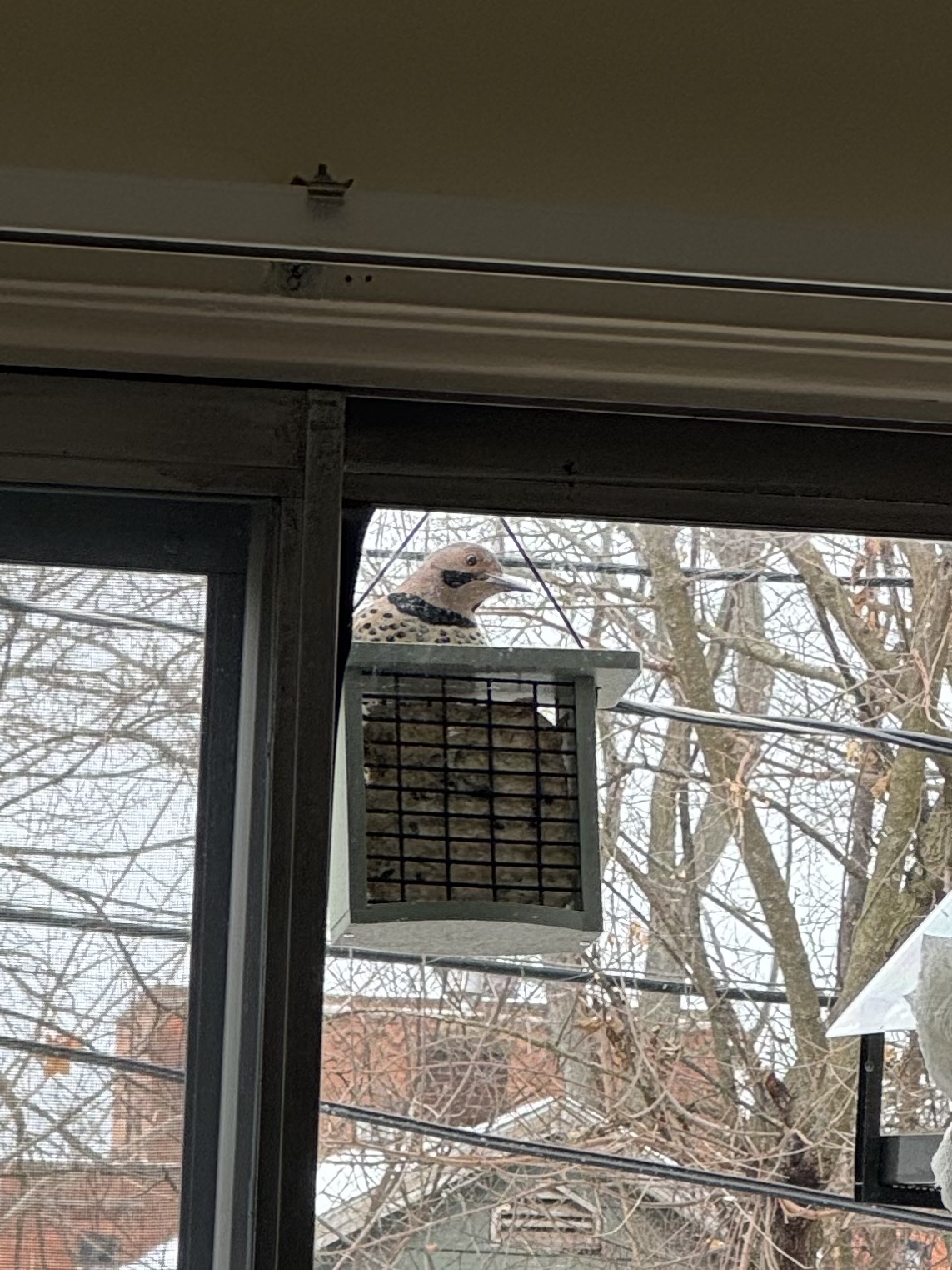 A large Northern Flicker visiting my suet feeder