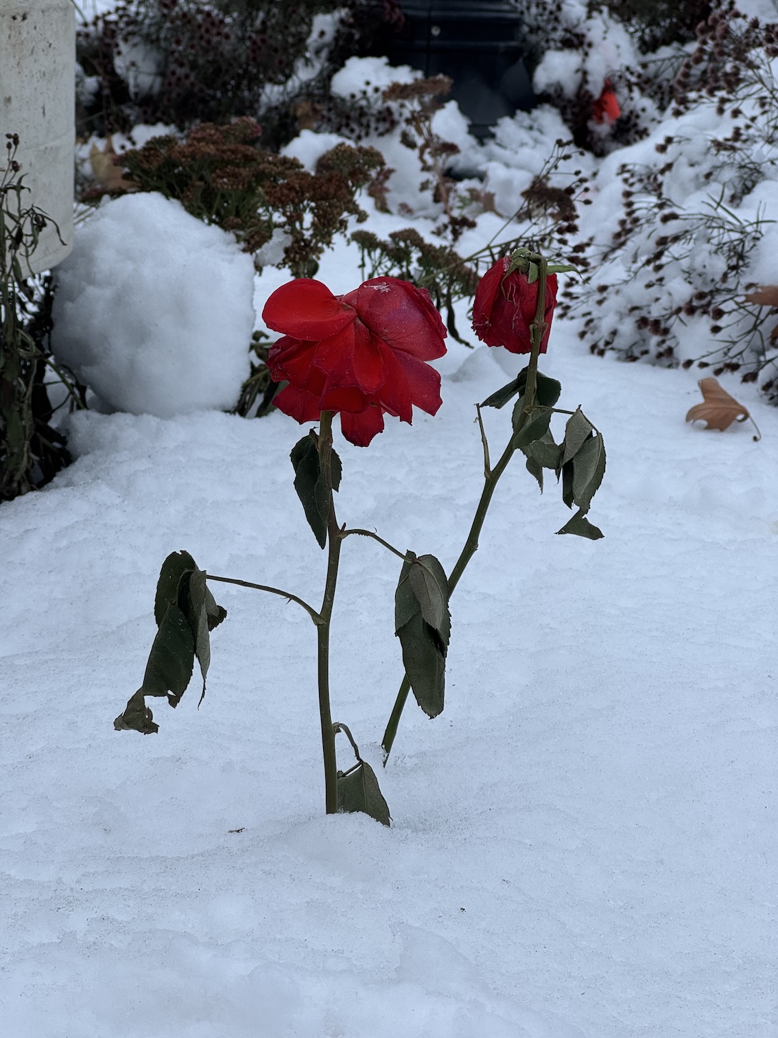 A photo of two wilting red roses growing in the snow.